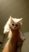 Лот: 7852730. Фото: 3. Котенок Мейн-Кун девочка. Растения и животные