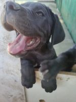 Лот: 23491725. Фото: 2. Щенок кане-корсо. Животные и уход