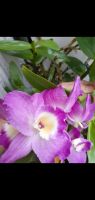 Лот: 19134348. Фото: 4. Орхидея дендробиум нобиле,цветет... Красноярск