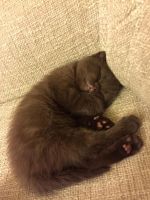 Лот: 4915417. Фото: 4. Британский котенок шоколадного... Красноярск