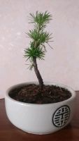 Лот: 13906063. Фото: 3. Bonsai. Растения и животные