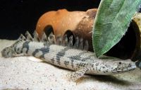 Лот: 13483563. Фото: 3. Полиптерус Эндлихера (Polypterus... Растения и животные