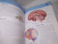 Лот: 25777694. Фото: 10. (2092312)Школьник Ю.К. Человек...