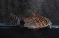 Лот: 15505336. Фото: 5. Сомик Каудимакулатус Коридорас...