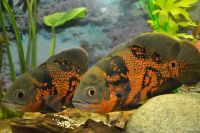 Лот: 16386936. Фото: 4. Астронотус тигровый (Astronotus... Красноярск