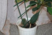 Лот: 1248567. Фото: 2. молочай. Комнатные растения и уход