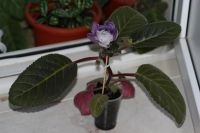 Лот: 2987292. Фото: 3. Глоксиния 6 (цветущая). Растения и животные