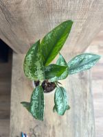Лот: 24672682. Фото: 2. Аглаонема Green Chatra. Комнатные растения и уход