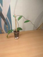 Лот: 9833978. Фото: 4. Хойя Hoya phuwuaensis (Hoya sp... Красноярск