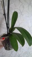 Лот: 8458711. Фото: 4. орхидея фаленопсис F20(отцвела... Красноярск