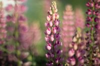 Лот: 4325402. Фото: 5. Портретник 55mm 1.2 G.Zuiko под...