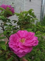 Лот: 5520936. Фото: 3. Роза ругоза садовая ( саженцы... Для дачи, дома, огорода, бани, парка