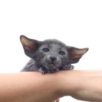 Лот: 5125721. Фото: 2. Ориентальный котята. Животные и уход