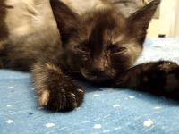 Лот: 15678374. Фото: 3. Котёнок-кошечка. Растения и животные
