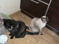 Лот: 6149549. Фото: 5. Взрослые котики-британцы