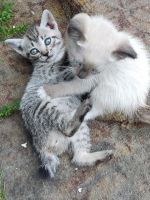 Лот: 23320906. Фото: 3. Котенок, маленькая рысь. Растения и животные