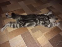 Лот: 5678880. Фото: 7. Британские мраморные котята