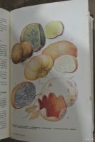 Лот: 13147523. Фото: 2. Грибы Ф.В. Федоров. Справочная литература