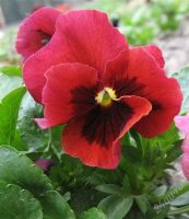 Лот: 1870409. Фото: 3. виола ( анютины глазки). Для дачи, дома, огорода, бани, парка