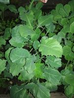 Лот: 15944044. Фото: 7. Рассада капусты