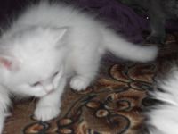 Лот: 2748615. Фото: 2. отдам пучок одуванчиков в хорошие... Животные и уход