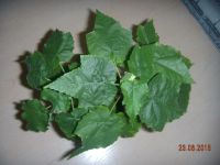 Лот: 5999027. Фото: 7. Абутилон Невеста