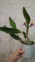 Лот: 8610658. Фото: 4. орхидея каттлея желтая с бледно-малиновой... Красноярск