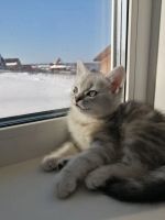 Лот: 18829107. Фото: 4. Британский котенок. Красноярск