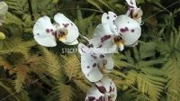 Лот: 2878461. Фото: 3. Орхидеи. Растения и животные