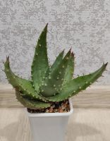 Лот: 18177633. Фото: 3. Алоэ Акулеата (Aloe Aculeata). Растения и животные