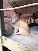 Лот: 4317918. Фото: 2. Котята в дар. Животные и уход