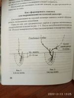 Лот: 19850206. Фото: 5. Виноград обрезка и уход