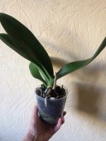 Лот: 12366687. Фото: 2. Орхидея Фалинопсис сюрприз. Комнатные растения и уход