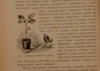 Лот: 15574811. Фото: 4. Геедерфер М. Комнатное садоводство... Красноярск