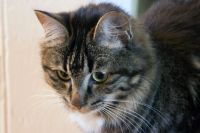 Лот: 14663910. Фото: 4. Курильский бобтейл котенок. Красноярск