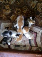 Лот: 10109893. Фото: 4. Подарю котят. Красноярск