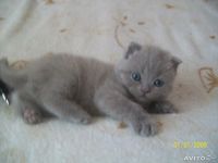 Лот: 4304237. Фото: 6. Шикарные плюшевые медвежата