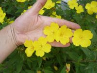 Лот: 5800391. Фото: 6. Энотера желтая, многолетняя, не...