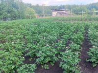 Лот: 25353816. Фото: 3. участок , СНТ Звёздочка СНТ Звёздочка... Недвижимость