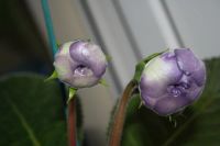 Лот: 4108541. Фото: 3. Махровая глоксиния (крупный цветок... Растения и животные