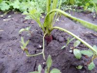 Лот: 2458131. Фото: 5. Фиолетовая морковь. Семена.