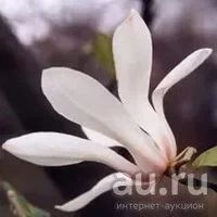 Лот: 9543742. Фото: 4. Магнолия кобус бореалис (Magnolia... Красноярск