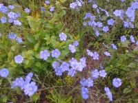 Лот: 5671017. Фото: 2. Лен голубой (многолетник), 2 шт. Семена, рассада, садовые растения