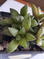 Лот: 9630108. Фото: 2. Хавортия reticulata var. hurlingii... Комнатные растения и уход
