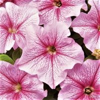 Лот: 14555564. Фото: 2. Профессиональные семена петунии... Семена, рассада, садовые растения