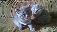 Лот: 5280079. Фото: 2. Британский котенок. Животные и уход