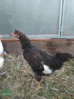 Лот: 10213432. Фото: 2. петух с хохолком. Животные и уход