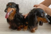 Лот: 25896395. Фото: 4. Таксята. Красноярск