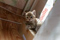 Лот: 9560277. Фото: 4. Британские Котята. Красноярск