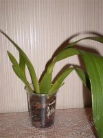 Лот: 944687. Фото: 2. Орхидея Wilsonara fortissimo. Комнатные растения и уход